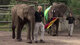 World Cup: Elephant Predicts Germany Win
